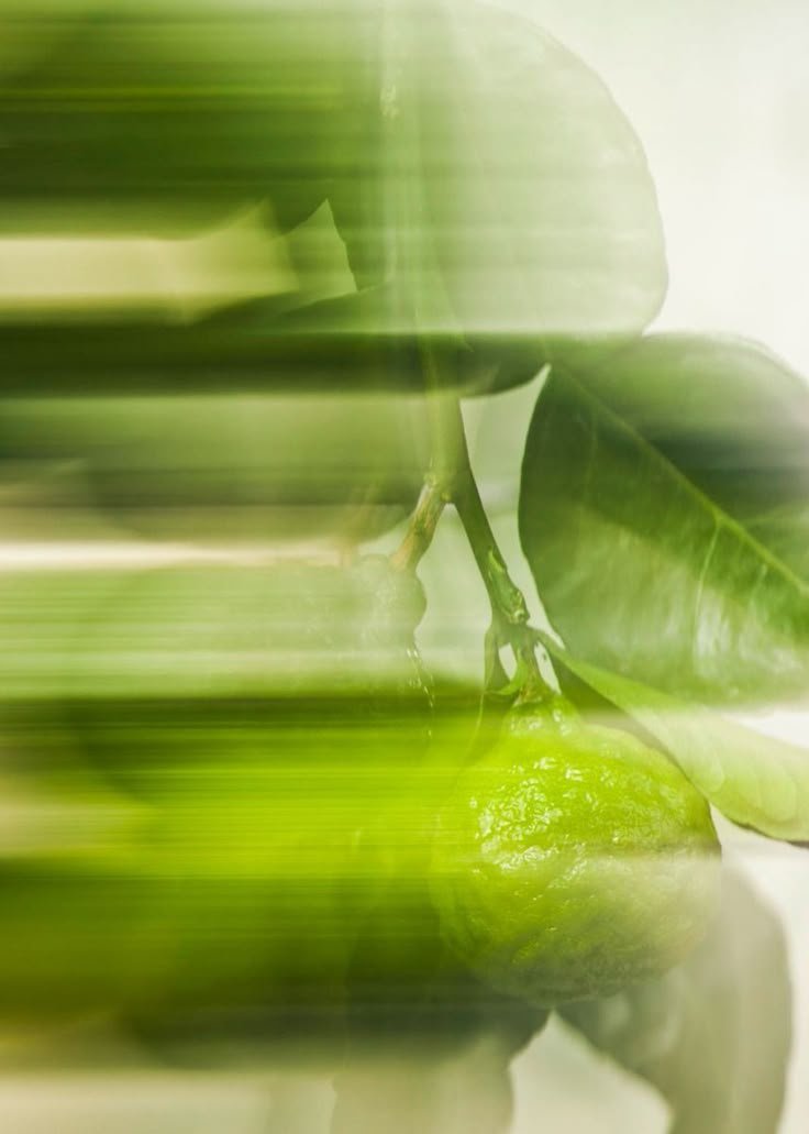 Tea Tree Extract